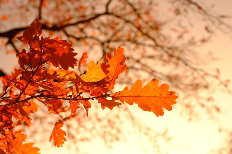 Fabled Foliage