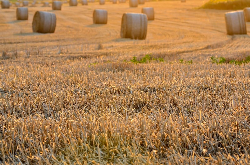 Spellbound Harvest